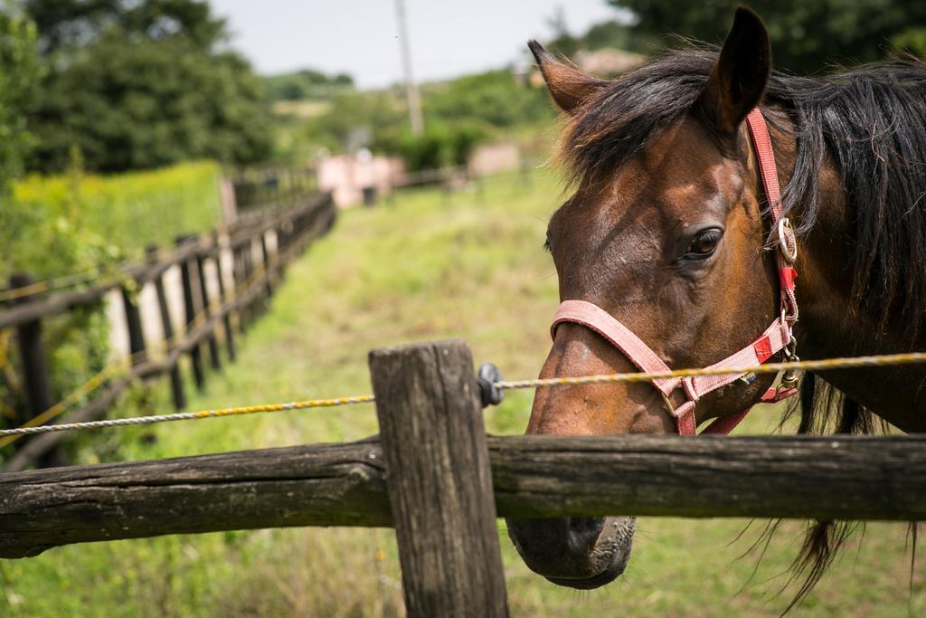 Agriturismo L.B.Stud Bracciano  Εξωτερικό φωτογραφία