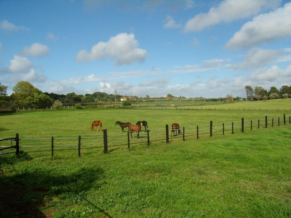 Agriturismo L.B.Stud Bracciano  Εξωτερικό φωτογραφία